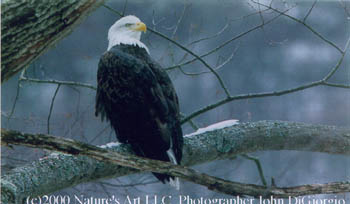 A stately bald eagle stands watch over his domain.